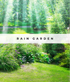 Image for - Rain Gardens