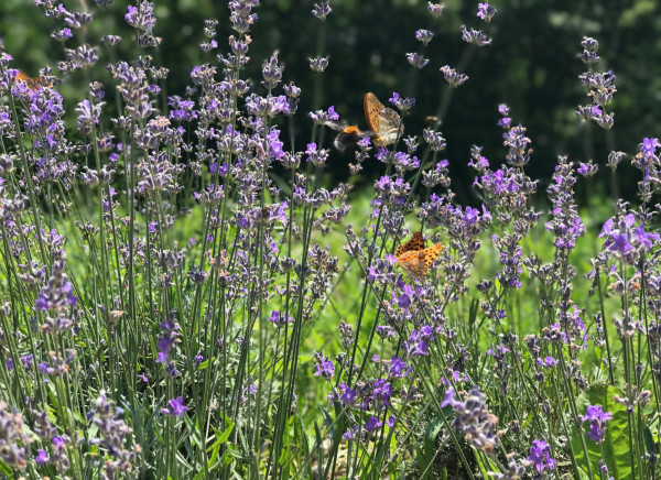 Image for - Landscape Architecture and Pollinator Pathways